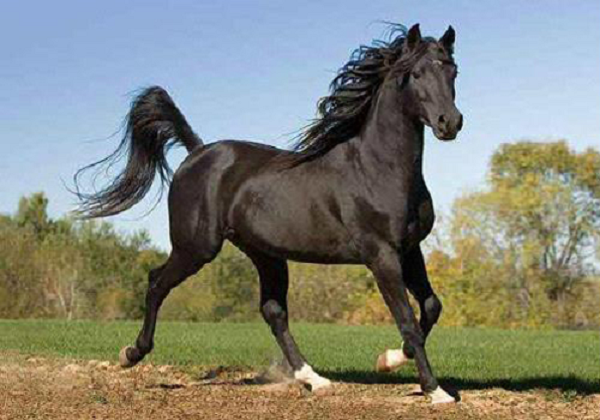 Sở dĩ chiến mã này có tên là Tuyệt Ảnh bởi vì nó có khả năng phi rất nhanh đến nỗi cái bóng cũng không thể đuổi kịp. Cái tên Tuyệt Ảnh chính là nhằm mục đích nhấn mạnh đặc tính tuyệt vời này của con ngựa.