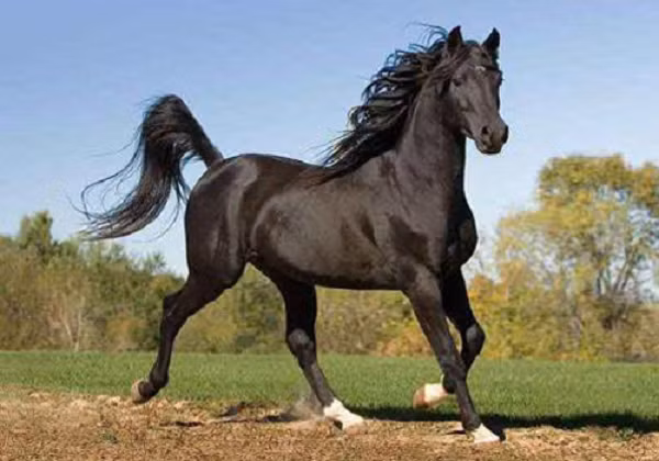 Sở dĩ chiến mã này có tên là Tuyệt Ảnh bởi vì nó có khả năng phi rất nhanh đến nỗi cái bóng cũng không thể đuổi kịp. Cái tên Tuyệt Ảnh chính là nhằm mục đích nhấn mạnh đặc tính tuyệt vời này của con ngựa.