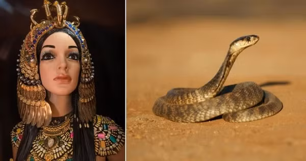 Nhưng Plutarch và các nhà văn khác đã đưa ra giả thuyết rằng bà đã tự sát bằng cách để mình bị cắn bởi một con rắn hổ mang Ai Cập. Tuy nhiên, các học giả hiện đại vẫn tranh luận về điều này. Một số học giả nói rằng đối thủ của bà là Octavian đã buộc bà phải tự sát theo cách khác.