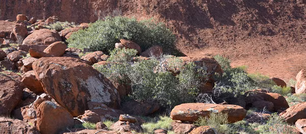 Tuy nhiên, nhờ những đặc điểm của mình, loài cây mới được phát hiện vẫn bất chấp tất cả phát triển mạnh mẽ với màu xanh mát và những trái nhỏ màu vàng đặc trưng trên đỉnh tảng đá, nơi hầu như không sinh vật nào sống nổi.