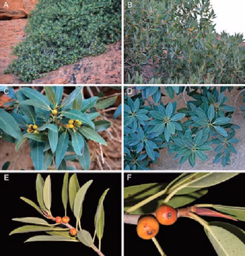 Ngọn núi trơn nhẵn, không hề có cây cỏ mọc trên đá. Uluru đặc trưng bởi màu đỏ huyền ảo, có phần đỉnh hoàn toàn khô cằn và bản thân nó cũng nằm giữa một vùng sa mạc hoang vu.