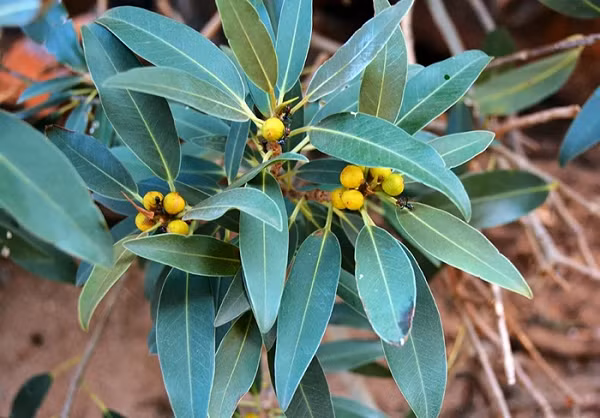 Uluru là một núi đá vô cùng đặc biệt với khả năng tự biến đổi màu sắc tùy theo thời tiết, khoảng thời gian trong ngày như đỏ sẫm, vàng cam, xanh thẫm hay tím.