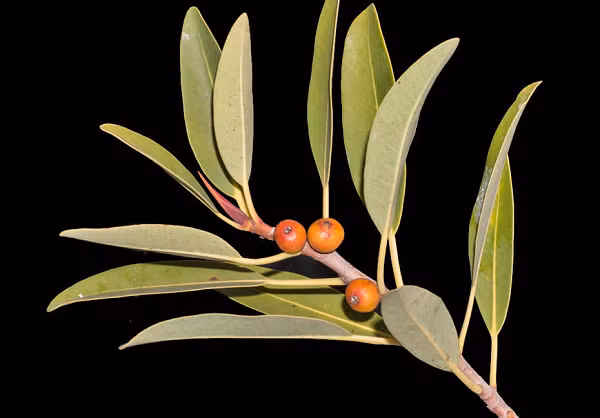 Đặc biệt, việc phá hoại loài cây này từng bị trừng phạt bằng cái chết. Loài cây bí ẩn có bộ rễ ăn sâu vào những khe nứt li ti của đá để tìm lấy nguồn nước quý giá.