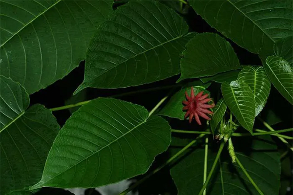 Cây vông đồng có hoa đực và hoa cái. Hoa đực đơn tính, màu đỏ, không có cánh hoa mọc thành chùm dài khoảng 5 cm; hoa cái màu nâu đỏ đơn độc và ở nách lá.