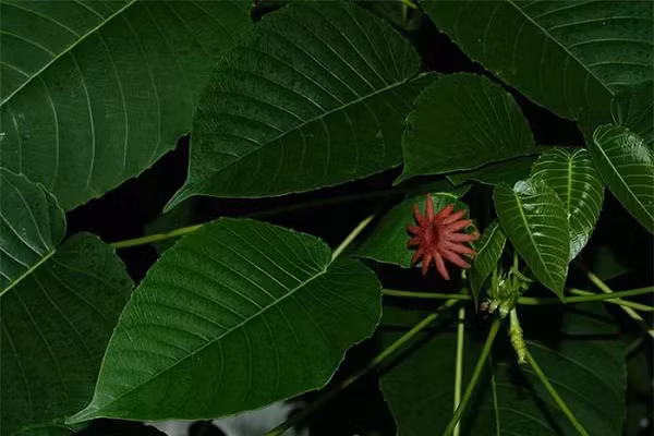 Cây vông đồng có hoa đực và hoa cái. Hoa đực đơn tính, màu đỏ, không có cánh hoa mọc thành chùm dài khoảng 5 cm; hoa cái màu nâu đỏ đơn độc và ở nách lá.