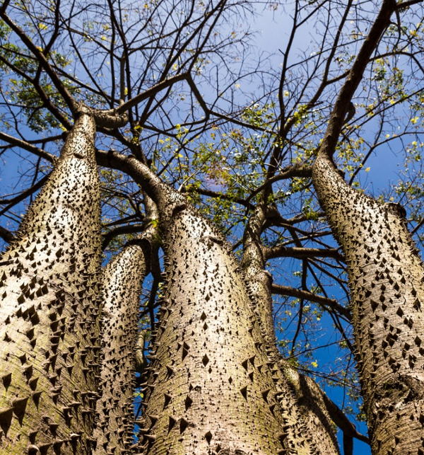 Được coi là một trong những loài thực vật nguy hiểm nhất trên thế giới, cây Vông đồng không thích hợp để trồng làm cảnh hoặc che mát.