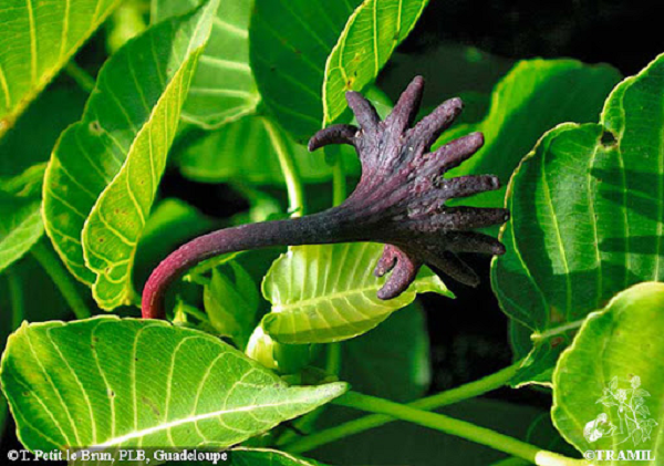Người bản xứ Trung và Nam Mỹ dùng phần vỏ, hạt và gai cây phơi khô để làm đồ trang sức do đó, nếu không biết cách, các phần của quả gỗ có thể gây viêm da khi chúng được sử dụng làm vòng tay và vòng cổ.