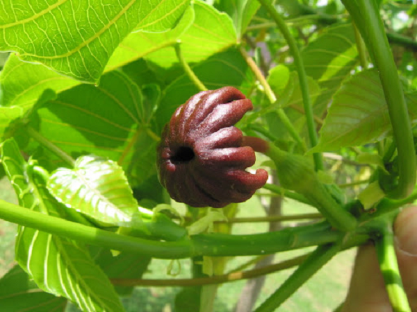 Được biết, sức mạnh từ một vụ nổ như vậy có thể bắn hạt giống bay xa đến hơn 14 mét với tốc độ 70 mét/giây. Và đương nhiên những loài động vật “xui xẻo” nằm trong tầm bay của hạt hoàn toàn có thể bị thương.