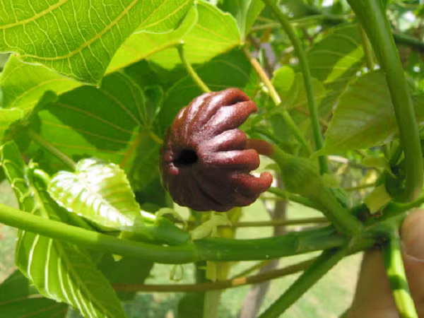 Được biết, sức mạnh từ một vụ nổ như vậy có thể bắn hạt giống bay xa đến hơn 14 mét với tốc độ 70 mét/giây. Và đương nhiên những loài động vật “xui xẻo” nằm trong tầm bay của hạt hoàn toàn có thể bị thương.