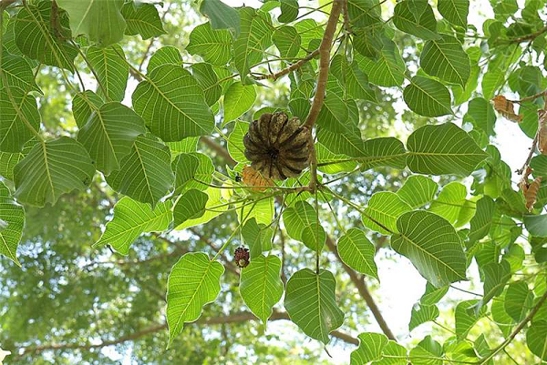 Cây có thể cao tới 40 mét, chu vi 1 mét trong môi trường sống tự nhiên và nó được xem là một trong những cây lớn nhất của châu Mỹ nhiệt đới. Bề mặt thân cây có gai màu sẫm, hình nón, vỏ cây màu xám.