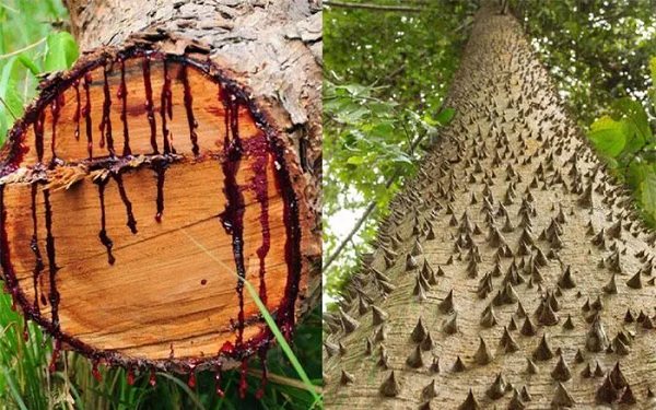 Không chỉ gây thương tích vật lý từ việc phát nổ, quả của cây vông đồng có độc, gây nôn mửa, tiêu chảy, chuột rút nếu ăn phải. Nhựa cây màu đỏ như máu được cho là có thể gây phát ban đỏ và có thể làm bạn bị mù nếu bị dính vào mắt.