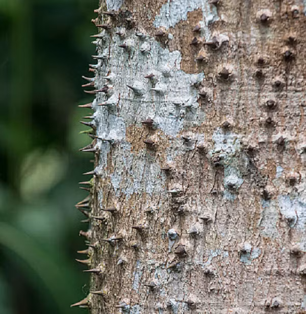 Chỉ với dáng vẻ bên ngoài, chúng ta đã có thể dễ dàng nhận diện cây vông đồng là một loài thực vật nguy hiểm, bởi lớp thân của chúng chi chít những gai nhọn cỡ lớn. Vì vậy cây vông đồng còn có tên gọi khác là "khỉ không leo".