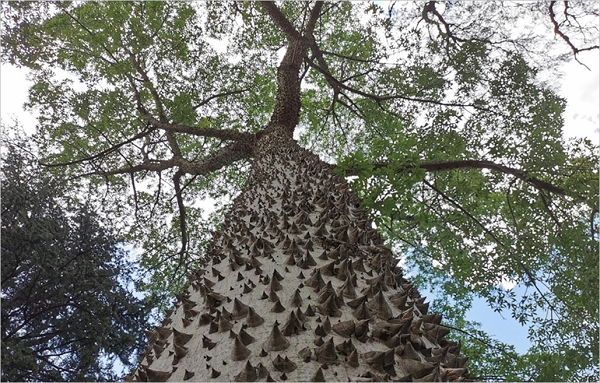 Quả của cây vông đồng có hình dáng như bí đỏ nhưng kích thước nhỏ hơn (chỉ bằng nắm tay). Sau khi đạt đến độ chín cần thiết, quả vông đồng có thể vỡ tung thành từng phần để phát tán hạt (có kèm theo tiếng nổ).