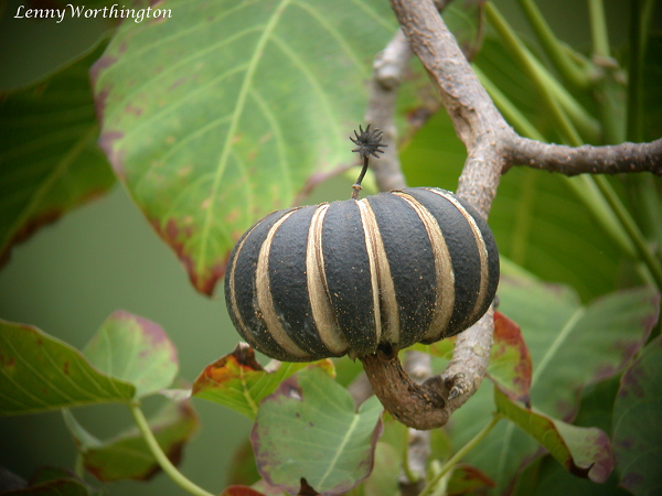 Nhựa cây vông đồng được thổ dân sử dụng để làm phi tiêu độc. Cây vông đồng là một trong 14 nguyên nhân phổ biến của bệnh viêm da tiếp xúc thực vật ở Cộng hòa Dominica.