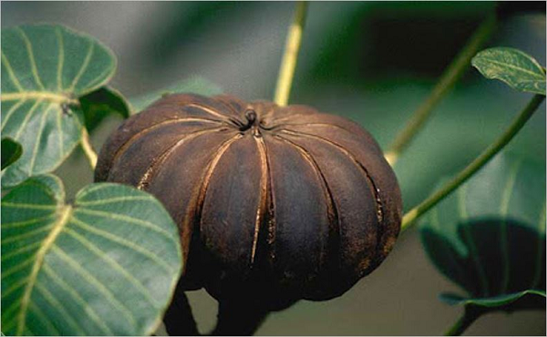 Cây vông đồng (Hura crepitans), hay ngô đồng, mã đậu, ba đậu tây, là một loài cây bản địa ở Nam Mỹ. Cây này có quả to, cứng với khoảng 15-20 mảnh hình múi nổi tròn, hạt của nó có hình mắt chim, phía trên phủ lớp lông.