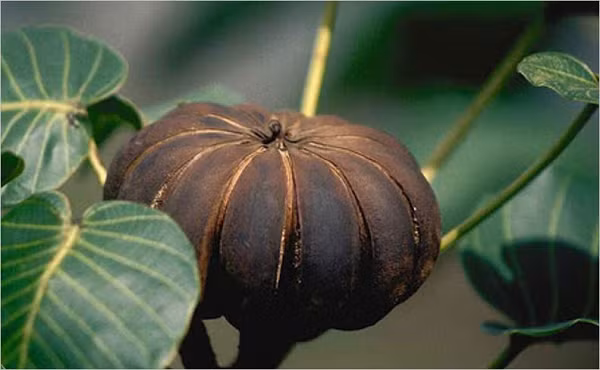 Cây vông đồng (Hura crepitans), hay ngô đồng, mã đậu, ba đậu tây, là một loài cây bản địa ở Nam Mỹ. Cây này có quả to, cứng với khoảng 15-20 mảnh hình múi nổi tròn, hạt của nó có hình mắt chim, phía trên phủ lớp lông.