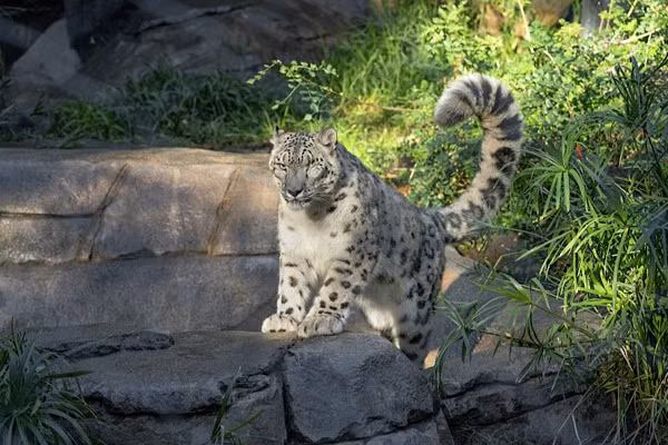 Thức ăn của báo tuyết thường là Cừu hoang Himalaya (Cừu Bharal). Tuy nhiên chúng cũng được biết là loài động vật ăn tạp, với sức mạnh của mình, báo tuyết có thể hạ gục con mồi với cân nặng gấp 3 lần cơ thể mình.