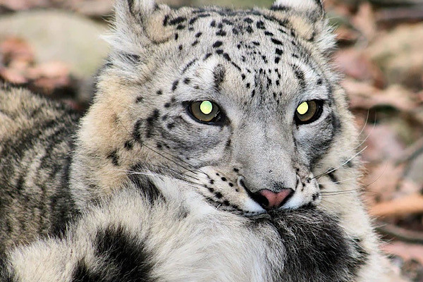 Báo tuyết là loài động vật đặc hữu vùng núi cao Trung Á, chúng được bao bọc cơ thể bởi một lớp lông dày, kích thước bàn chân rộng – có lông phủ, hoạt động như những chiếc giày đi tuyết. Vào mùa hè, chúng thường sống ở khu vực đồng cỏ ven núi, các khu rừng thuộc vùng núi cao.