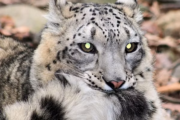 Báo tuyết là loài động vật đặc hữu vùng núi cao Trung Á, chúng được bao bọc cơ thể bởi một lớp lông dày, kích thước bàn chân rộng – có lông phủ, hoạt động như những chiếc giày đi tuyết. Vào mùa hè, chúng thường sống ở khu vực đồng cỏ ven núi, các khu rừng thuộc vùng núi cao.