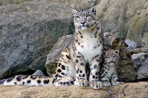 Chúng sẽ ăn tất cả những gì mà chúng tìm thấy như thỏ rừng, chim, thịt thối rữa, cỏ, lá cây, cành cây thậm chí có trường hợp đã vào nhà dân để ăn thịt gia cầm, dê…