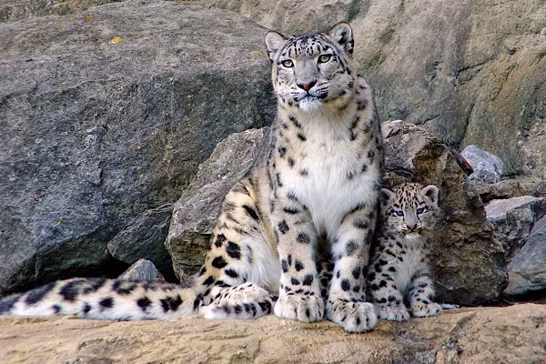 Chúng sẽ ăn tất cả những gì mà chúng tìm thấy như thỏ rừng, chim, thịt thối rữa, cỏ, lá cây, cành cây thậm chí có trường hợp đã vào nhà dân để ăn thịt gia cầm, dê…