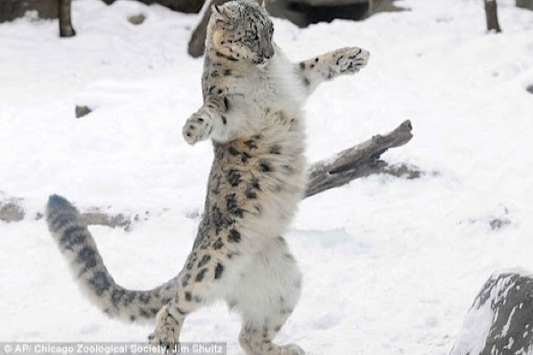 Báo tuyết cái sinh từ 2 đến 3 con mỗi lần trong các ổ nhỏ ẩn trong hang động hay khe đá. Báo mẹ trải lông của mình xung quanh ổ để làm cho nơi ẩn náu này thêm ấm cúng.