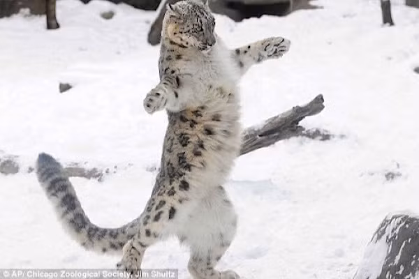 Báo tuyết cái sinh từ 2 đến 3 con mỗi lần trong các ổ nhỏ ẩn trong hang động hay khe đá. Báo mẹ trải lông của mình xung quanh ổ để làm cho nơi ẩn náu này thêm ấm cúng.