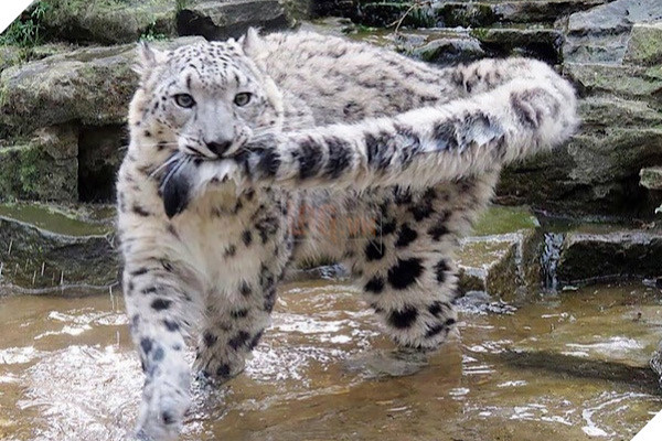 Con người là động vật săn mồi duy nhất đối với loài báo tuyết. Săn bắn, mất môi trường sống và bị giết là những lý do chính khiến loài mèo lớn này bị đe dọa.