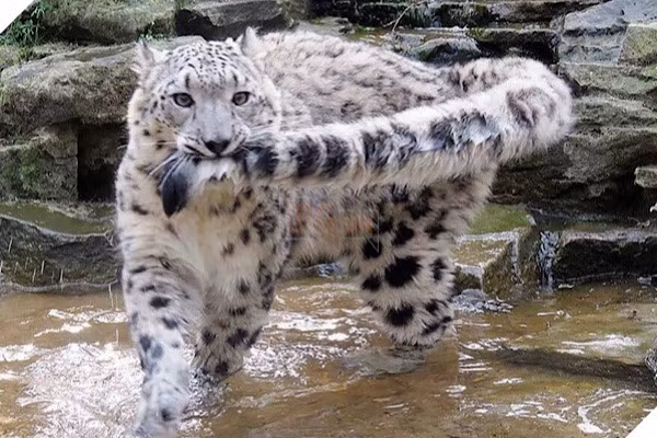 Con người là động vật săn mồi duy nhất đối với loài báo tuyết. Săn bắn, mất môi trường sống và bị giết là những lý do chính khiến loài mèo lớn này bị đe dọa.