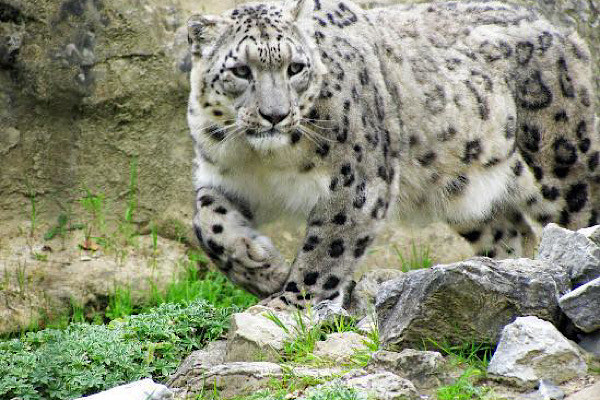 Với sức mạnh và khả năng tuyệt đỉnh của báo tuyết, có thể di chuyển ở những sườn dốc thẳng đứng. Cơ chân sau của báo tuyết được cấu tạo giúp nâng cao khả năng nhảy, kết hợp cùng với đuôi dài giúp sự cân bằng và nhanh nhẹn.