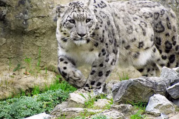 Với sức mạnh và khả năng tuyệt đỉnh của báo tuyết, có thể di chuyển ở những sườn dốc thẳng đứng. Cơ chân sau của báo tuyết được cấu tạo giúp nâng cao khả năng nhảy, kết hợp cùng với đuôi dài giúp sự cân bằng và nhanh nhẹn.