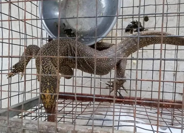 Cá thể kỳ đà vân bị nhốt giữ ở nhà hàng Huế: Quý hiếm sao? Ca the ky da van bi nhot giu o nha hang Hue: Quy hiem sao?