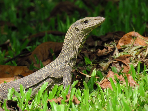 Cơ quan chức năng đã tịch thu 1 cá thể kỳ đà vân (tên khoa học Varanus nebulosus), có trọng lượng 1,2kg đang còn sống, bị thương chi trái trước. Đây là loài động vật nằm trong Sách Đỏ Việt Nam nhóm IIB – mức độ cực kỳ nguy cấp và cần phải được bảo vệ để tránh nguy cơ tuyệt chủng.