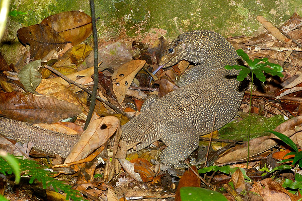 Một cá thể kỳ đà vân trưởng thành thường phủ một lớp vảy màu xám hoặc xám xanh và bên dưới có lỗ để tiết dịch. Trên thân của chúng có các vân màu đậm chạy ngang cơ thể. Các vân này phân bố trên khắp cơ thể, từ đầu cho đến hết phần đuôi tạo nên vẻ ngoài lốm đốm.