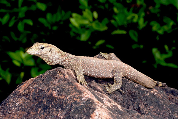 Bụng có màu trắng và sẽ đậm dần theo độ tuổi hoặc khu vực sinh sống của kỳ đà vân. Hai lỗ mũi nằm giữa miệng và mắt, đặt nằm ngang và có thể đóng lại để tránh bị nước hoặc các mảnh vụn rơi vào.