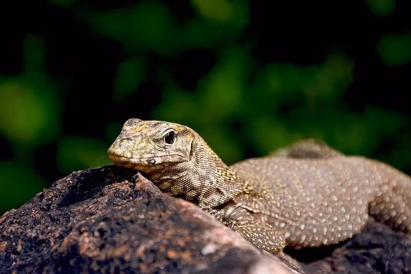 Kỳ đà vân có tứ chi phát triển nên di chuyển rất nhanh trên mặt đất. Để tránh kẻ thù, các con non thường trèo lên cây, cá thể trưởng thành thì ẩn nấp trong các bụi rậm. Ngoài ra, chúng cũng có khả năng bơi dưới nước và lặn lâu tới 17 phút.