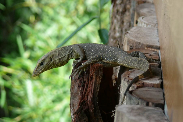 Lưỡi của chúng có cấu tạo giống như lưỡi của rắn với phần đầu được chẻ làm đôi. Chức năng chính của lưỡi kỳ đà vân là đánh hơi con mồi và không đóng góp nhiều trong việc vận chuyển thức ăn xuống cổ họng.