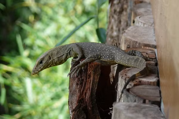 Lưỡi của chúng có cấu tạo giống như lưỡi của rắn với phần đầu được chẻ làm đôi. Chức năng chính của lưỡi kỳ đà vân là đánh hơi con mồi và không đóng góp nhiều trong việc vận chuyển thức ăn xuống cổ họng.