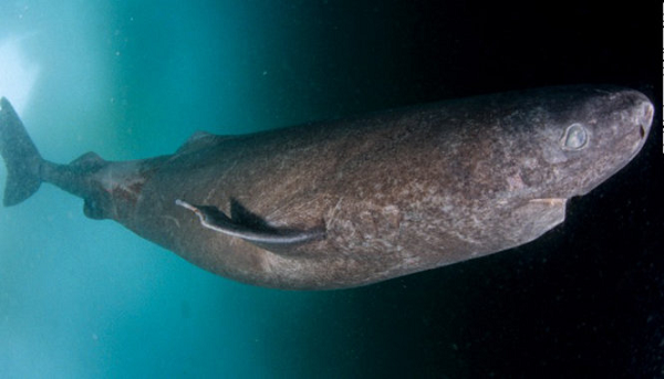 Thuộc họ "cá mập ngủ" (sleeper shark), quái vật này là loài săn mồi đáng sợ nhất vùng cực Bắc, với kích cỡ ngang ngửa cá mập trắng.