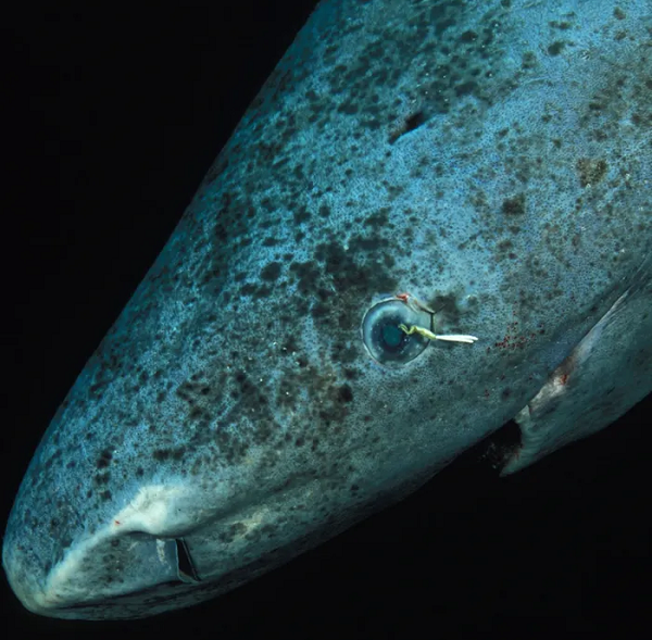 Tuy nhiên, việc sống lâu cũng không phải điều lợi thế gì cho cá mập. Trong khi những con cá 150 tuổi hết sức đáng sợ nhờ khả năng săn mồi thượng thừa, thì nhóm "cá cụ" lại rất chậm, khó kiếm thức ăn, cơ thể thì dày đặc ký sinh trùng. Chúng thậm chí còn phải ăn xác thối để giải tỏa cơn đói.