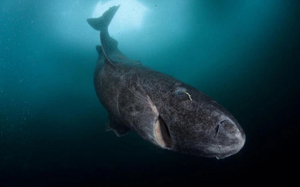 Trong trường hợp của con cá mập năm 2017, độ tuổi của nó thực chất được ghi nhận là 392, với sai số lên tới 120 năm. Vậy nên có thể hiểu con cá này lúc đó 392 tuổi, và tối đa là 512 tuổi.