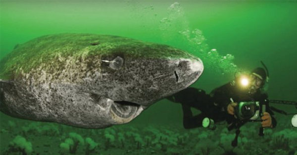 Cá mập Greenland là loài sống thọ nhất, khi mỗi cá thể có khả năng tồn tại vượt 4 thế kỷ. Chúng cũng là loài động vật có xương sống thọ nhất thế giới hiện nay.