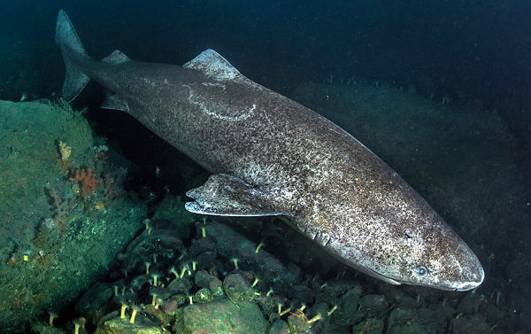 Một lý do khiến tuổi thọ của cá mập Greenland cao đến đáng sợ như vậy nằm ở tốc độ sinh trưởng hết sức chậm chạp. Được biết, quá trình trưởng thành của cá mập Greenland cái có thể lên tới 134, thậm chí là 150 năm.