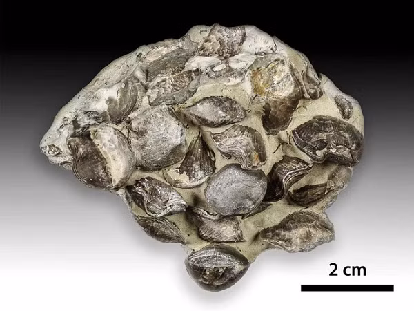 Mặc dù nguyên nhân của sự tuyệt chủng kỷ Ordovic muộn chưa được thống nhất hoàn toàn và cũng sẽ không được thống nhất trong một thời gian sớm, nghiên cứu của nhóm đã loại trừ những thay đổi trong quá trình oxy hóa như một lời giải thích duy nhất cho sự tuyệt chủng này và bổ sung thêm dữ liệu mới ủng hộ sự thay đổi nhiệt độ là cơ chế gây ra LOME.