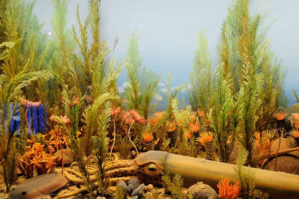 Để vẽ một bức tranh về hệ sinh thái đại dương trong Kỷ Ordovic, chuyên gia về sự tuyệt chủng hàng loạt Seth Finnegan, phó giáo sư tại Đại học Berkeley, nói rằng các vùng biển rất đa dạng sinh học. Các đại dương chứa một số rạn san hô đầu tiên do động vật tạo ra, nhưng thiếu nhiều động vật có xương sống.