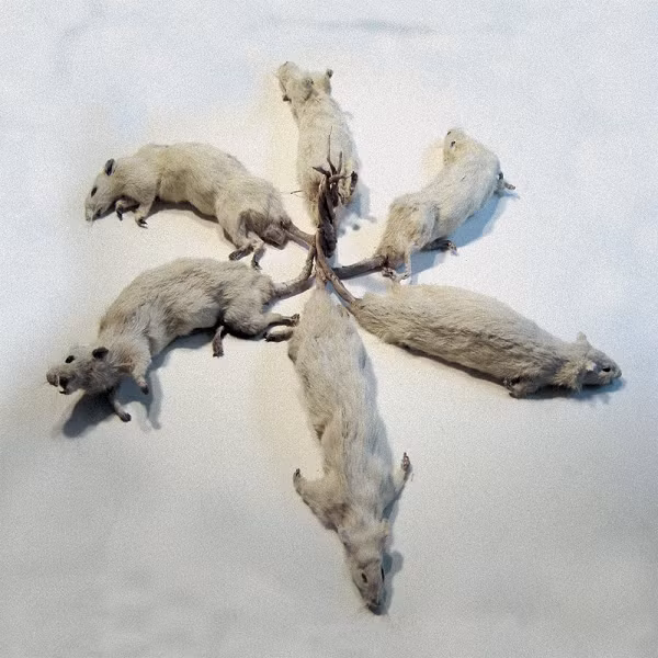 Thuật ngữ "vua chuột" thực chất có nguồn gốc từ tiếng Đức - "Rattenkonig", từ mang nghĩa xúc phạm, ám chỉ những người chỉ sống dựa vào người khác. Và cũng tại Đức, những "vua chuột" với số lượng không nhỏ đã được ghi nhận.