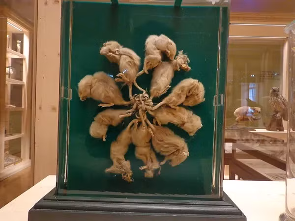 Johan Uibopuu cho biết: "Tôi đang tận dụng tối đa một buổi sáng yên tĩnh ở Tartu thì mẹ tôi gọi thông báo về sự việc kỳ lạ. Bà vừa đi cho gà ăn thì phát hiện bầy chuột ở ngay lối vào khi bà vừa mở cửa. Bà ấy gạt chúng ra khỏi vị trí ở cửa ra vào nhưng chúng vẫn dính chặt vào mặt đất".