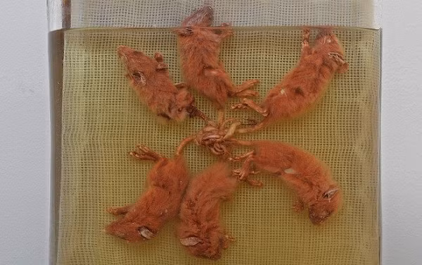 Vì vua chuột thường chỉ xảy ra ở những nơi cực kỳ bẩn, và chỉ khi đàn chuột đang gia tăng với tốc độ khủng khiếp. Như đã biết, chuột là vật trung gian cho những dịch bệnh vô cùng đáng sợ như dịch hạch - thứ gây ra cái chết của hàng triệu người trong quá khứ.