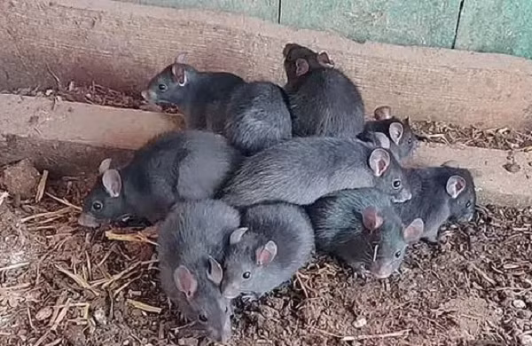 Khi phát hiện "vua chuột" trong chuồng gà, có hai con đã chết bị dính chặt đuôi vào nhau khi chúng nỗ lực tranh giành tìm cách tự giải thoát. Từ lâu người ta thường truyền tai nhau rằng vua chuột là dấu hiệu của một đợt bệnh dịch sắp xảy ra.