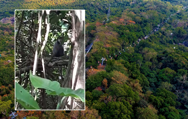 Ông Mang Văn Thới, Chi cục trưởng Chi cục Kiểm lâm Tây Ninh, cho biết lần đầu tiên ghi nhận sự xuất hiện nhiều của cá thể Voọc Chà vá chân đen tại khu du lịch quốc gia núi Bà Đen.